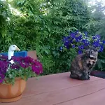 Koral בית הארחה *